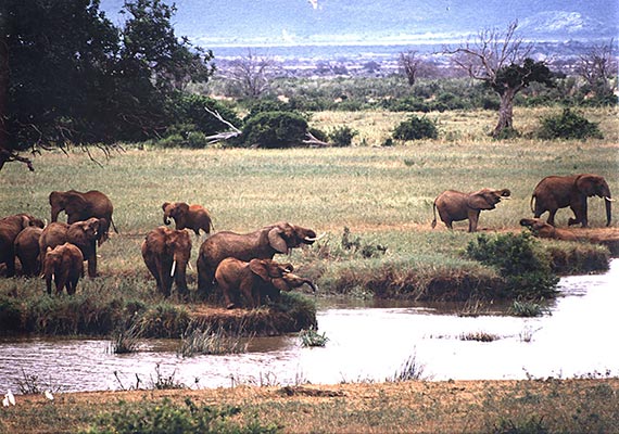 Kenia(1996)